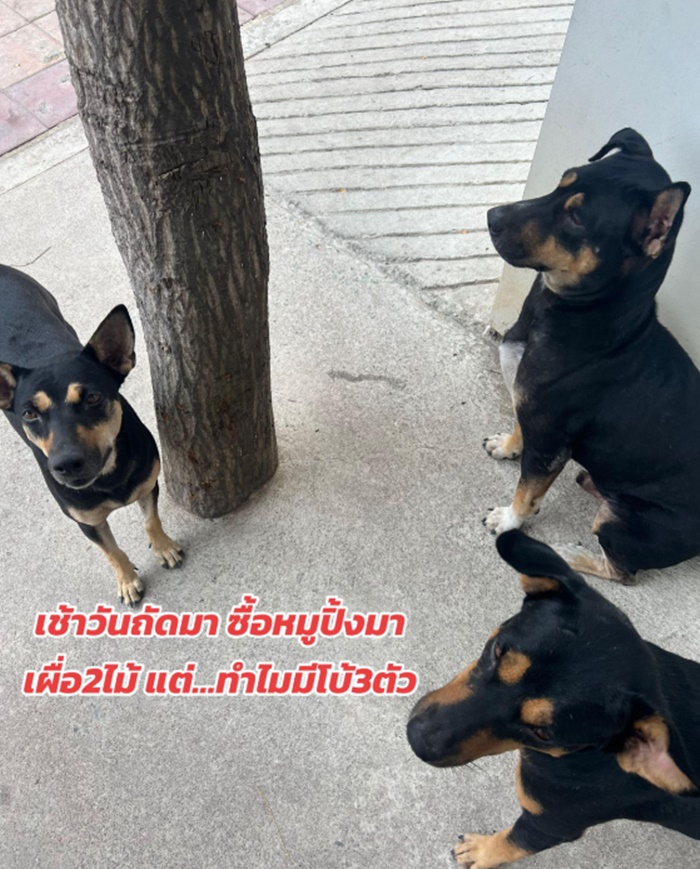 เล่นกับหมา