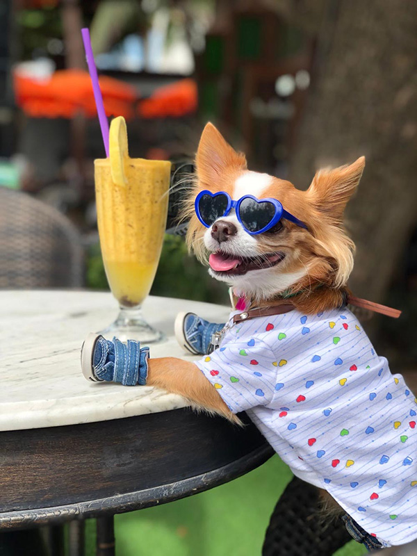 โรงแรม Pet Friendly