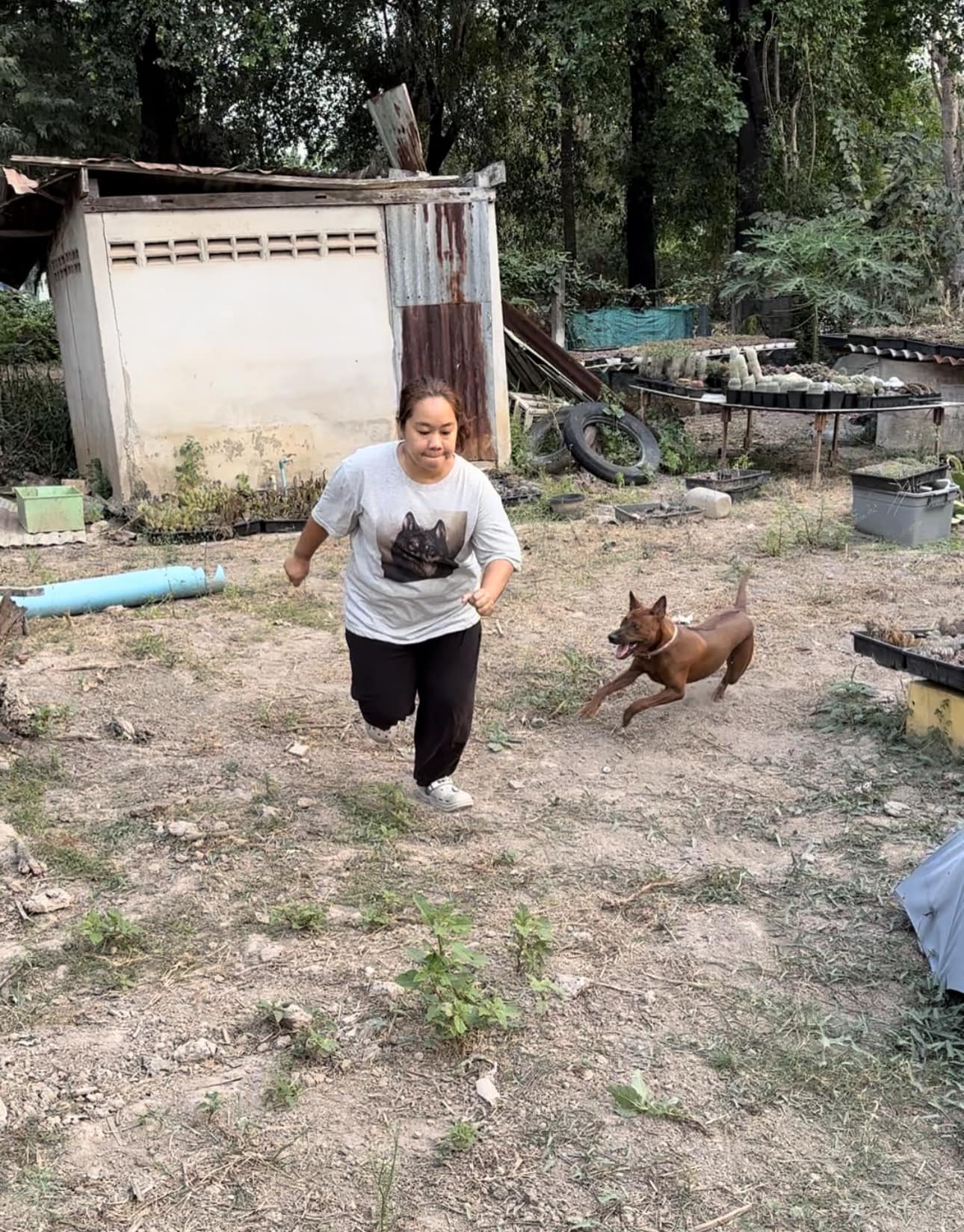 วิ่งหนีหมา