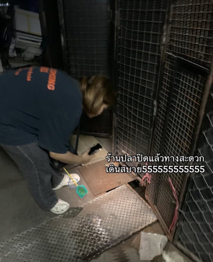 ปลาในท่อ