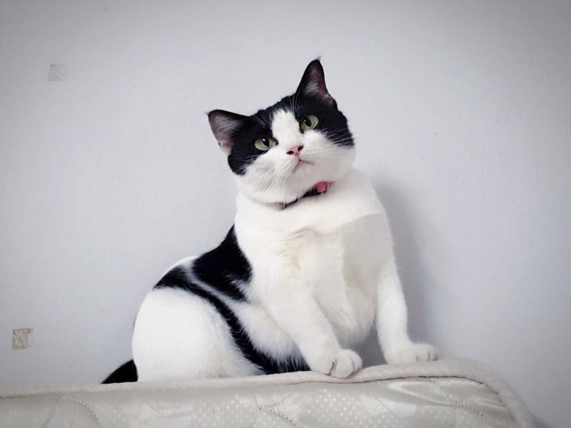 เพจแมวน่ารัก ๆ