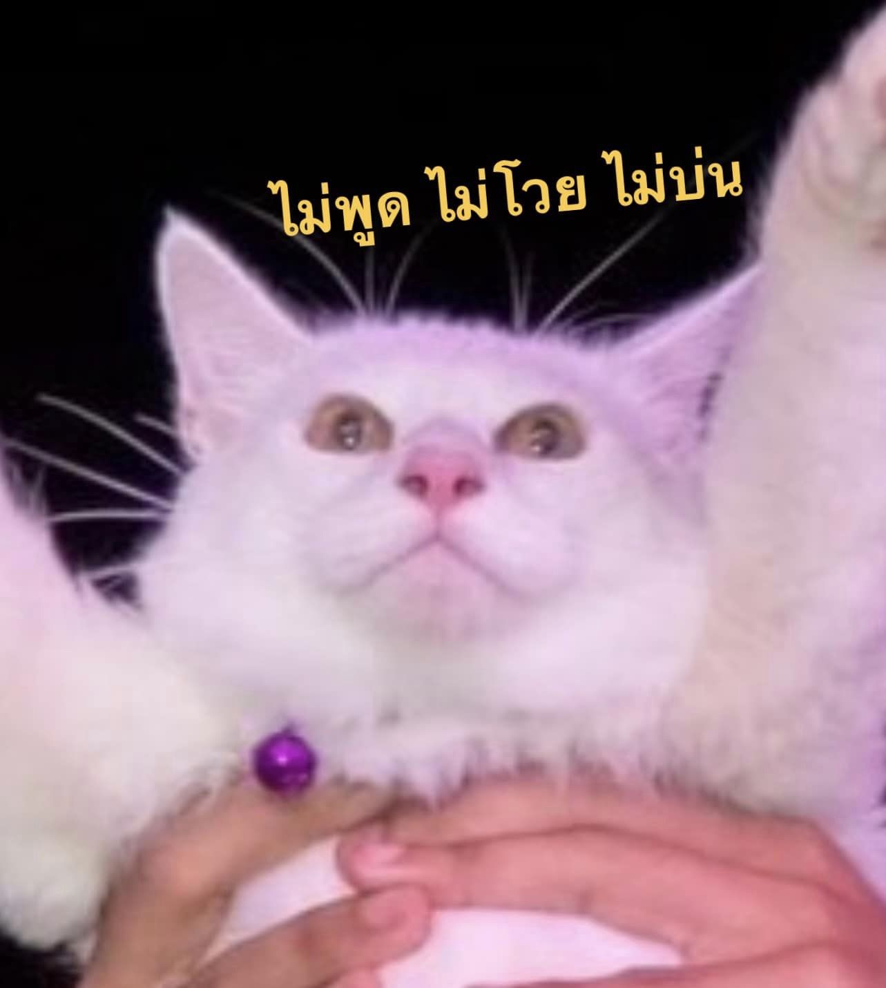 ดูคอนเสิร์ต