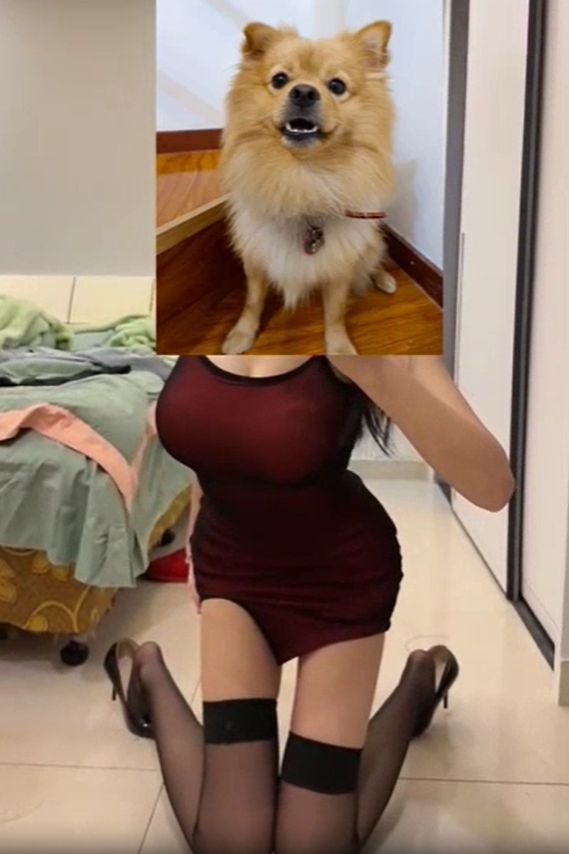 ประกาศหมาหาย