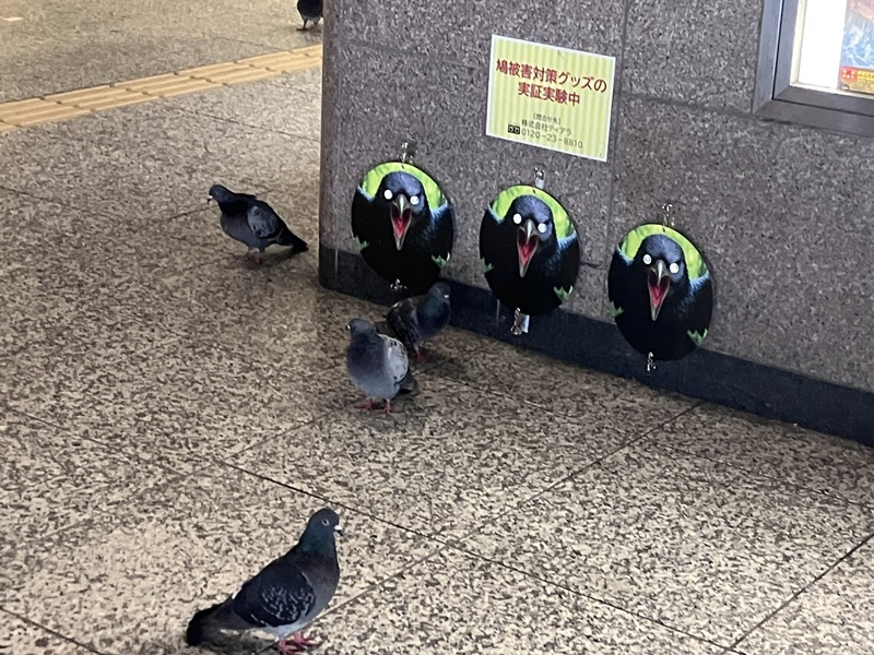 ไล่นกพิราบ