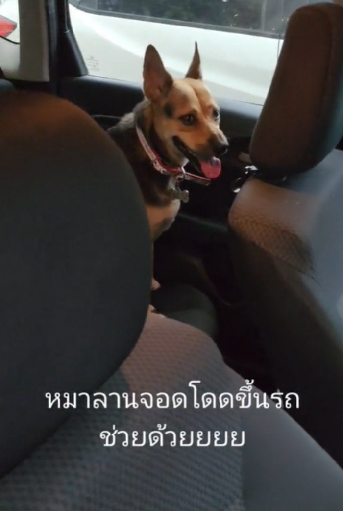 หมาหลง