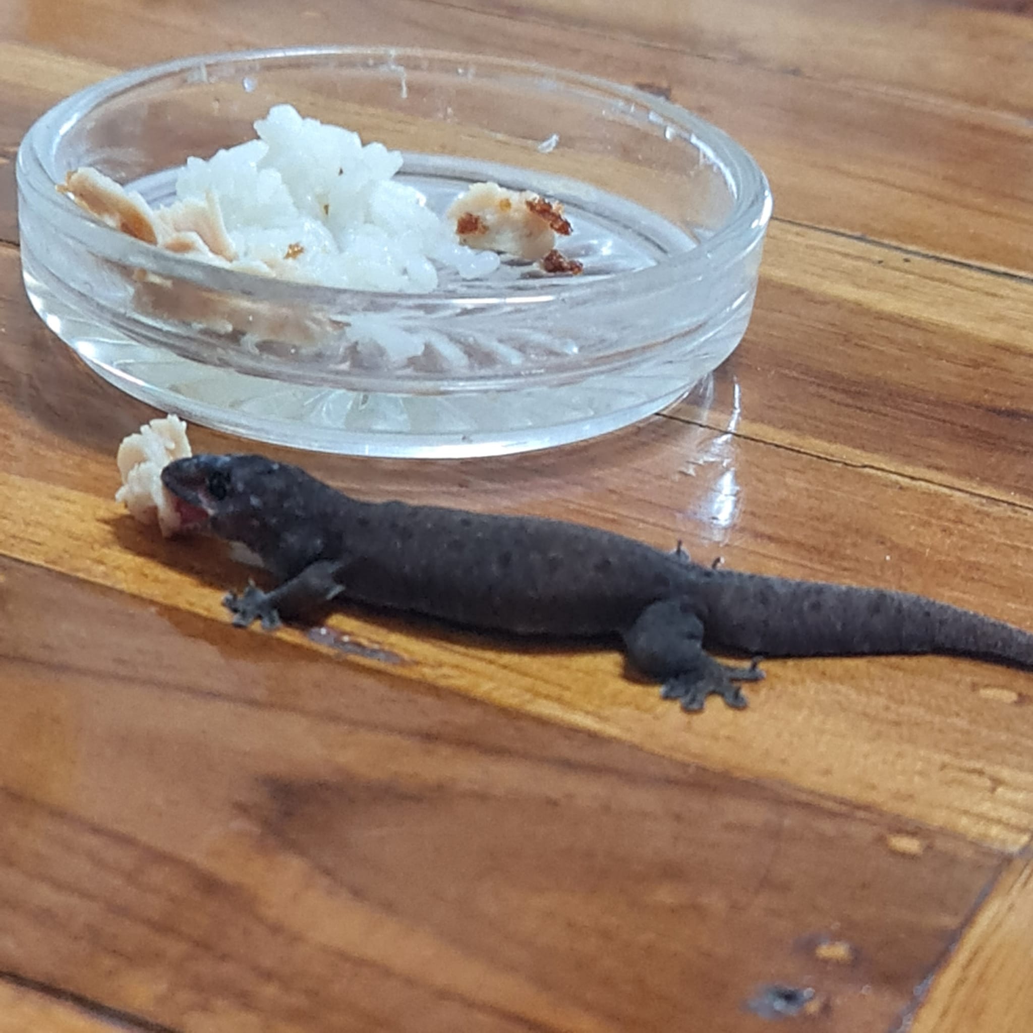 เลี้ยงจิ้งจก