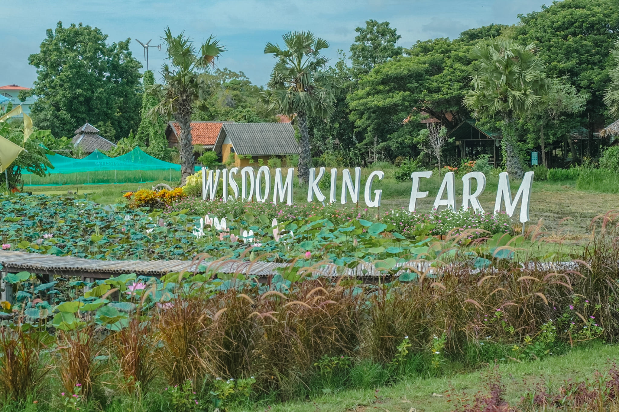 Wisdom King Farm