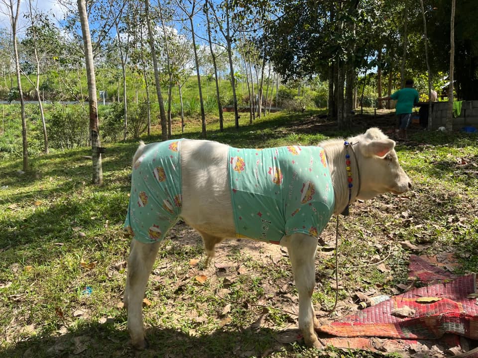 น้องหยวกกล้วย