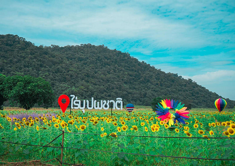 ทุ่งทานตะวัน ลพบุรี