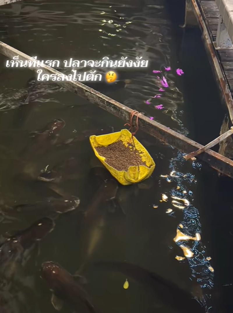 ให้อาหารปลา