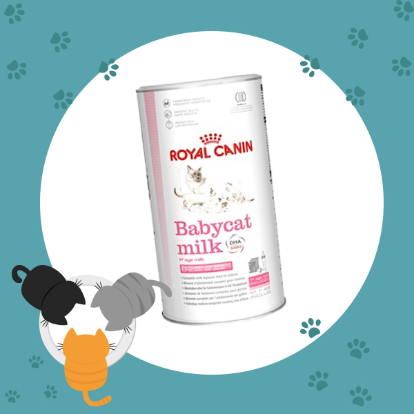 นมผงลูกแมว Royal Canin