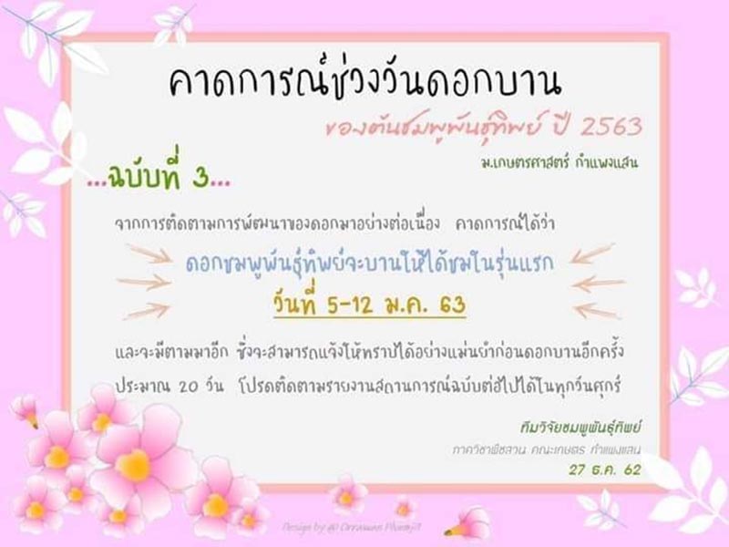 ชมพูพันธุ์ทิพย์ กำแพงแสน 2563