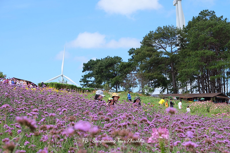 ทุ่งเวอร์บีน่า เขาค้อ