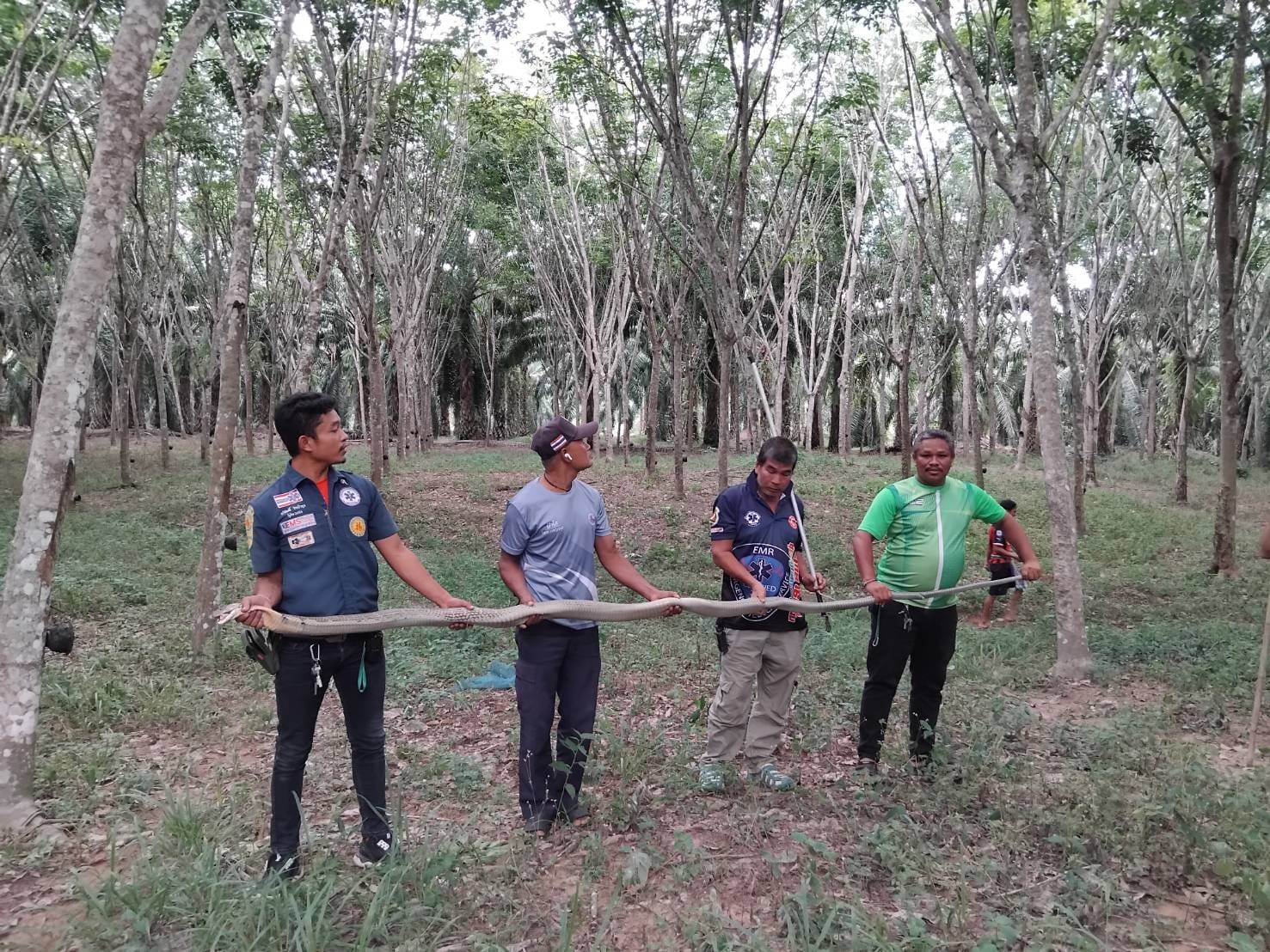 งูกินกัน