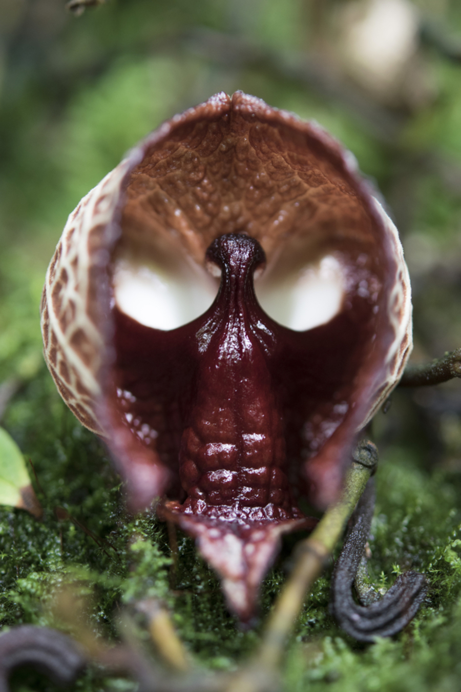 ดอกดาร์ธ เวเดอร์