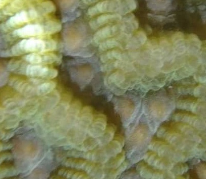 ปะการังปล่อยไข่