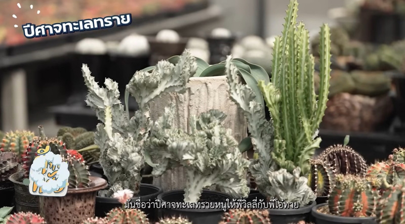 ปีศาจทะเลทราย