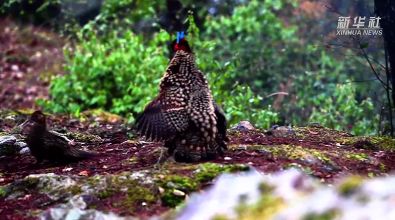 ไก่ฟ้าท้องเหลือง