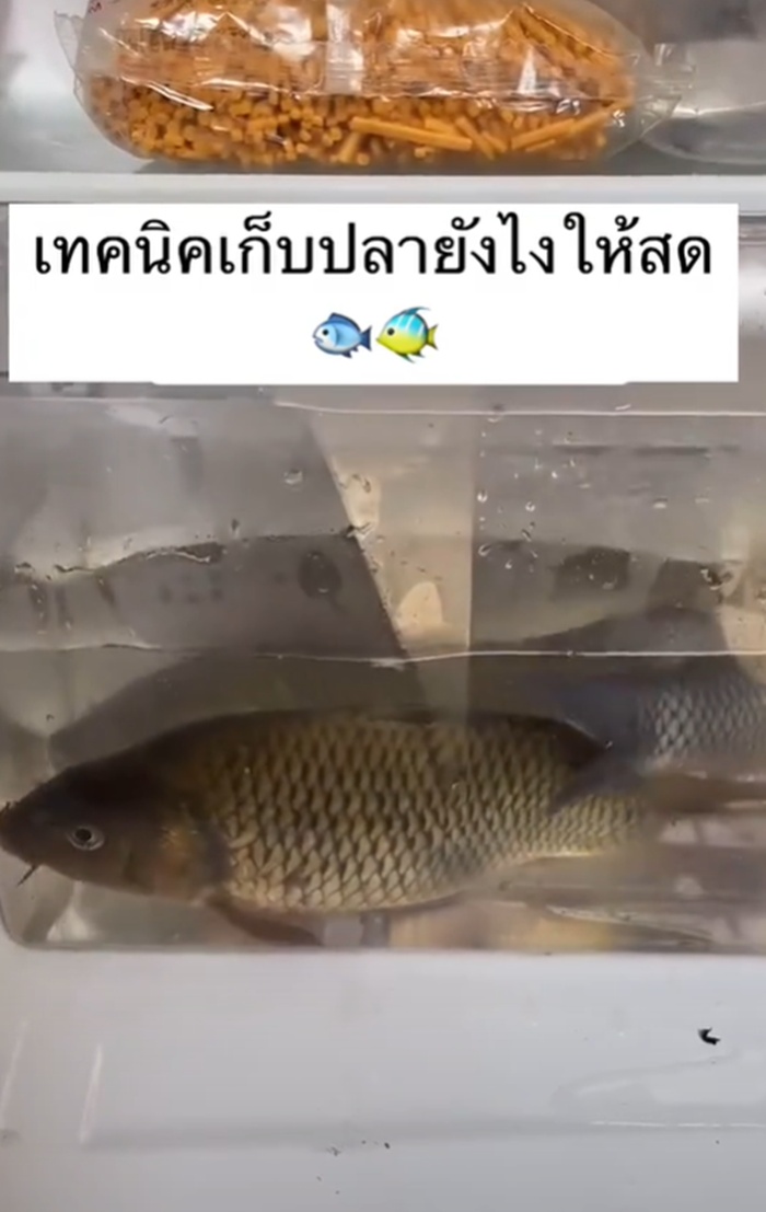 วิธีเก็บปลา