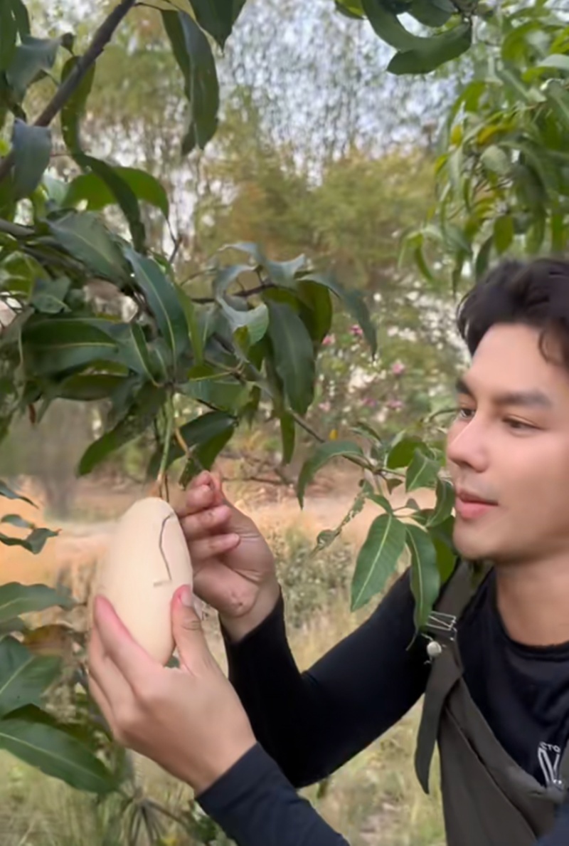 เพ็ชร ฐกฤต เปิดสวนมะม่วง