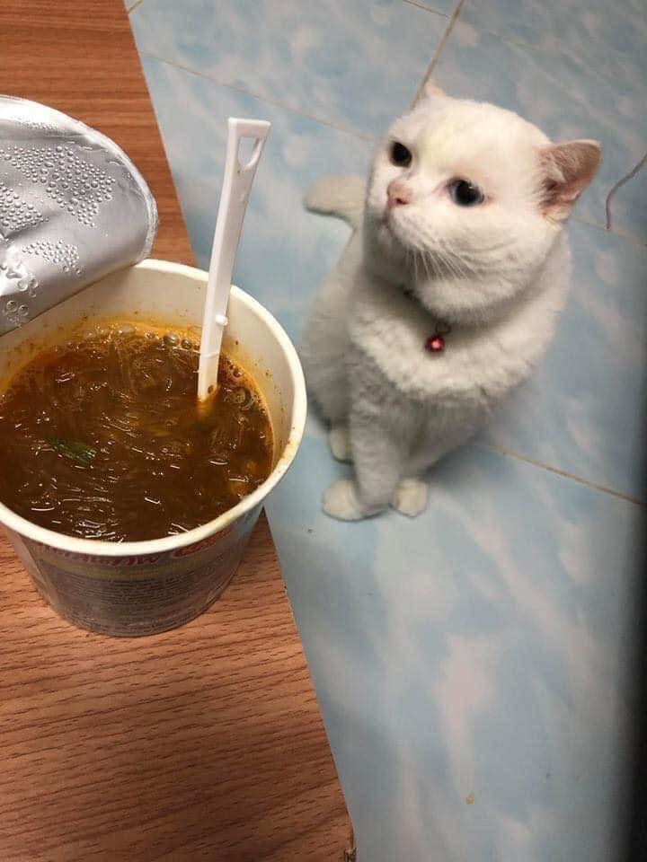 แมวหิว