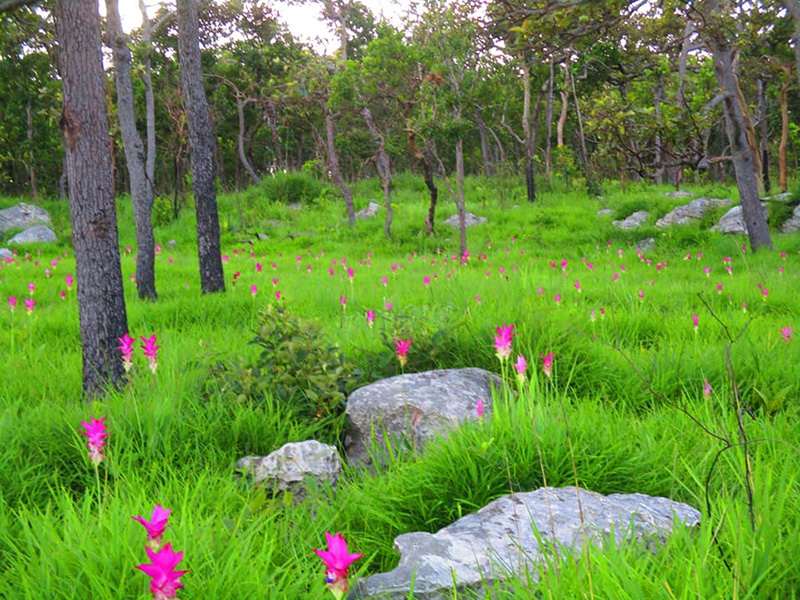 ทุ่งดอกกระเจียว 2564