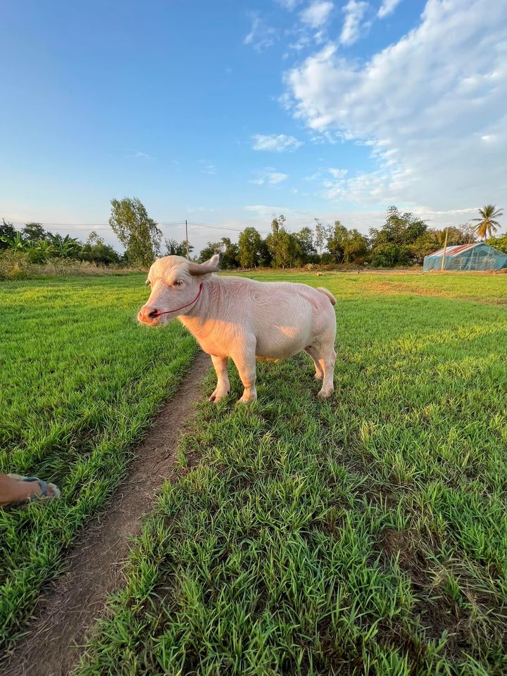 ควายแคระ