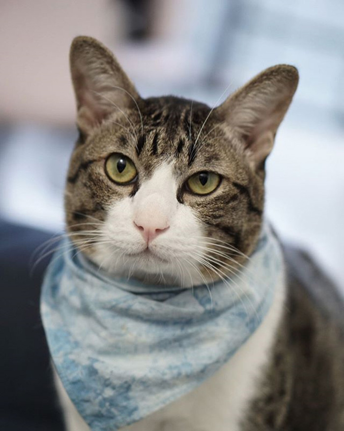 แมวจรจัด