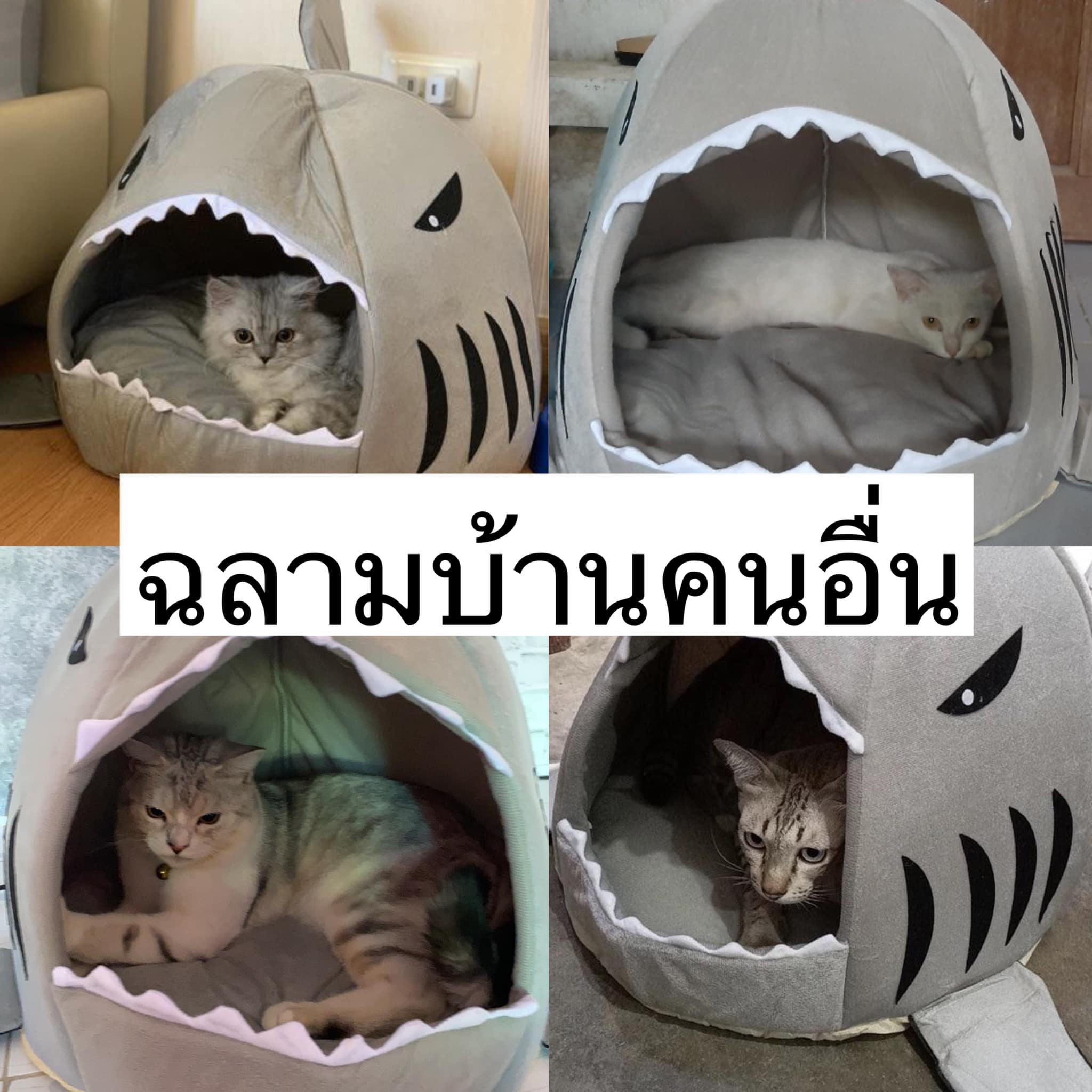 บ้านแมว