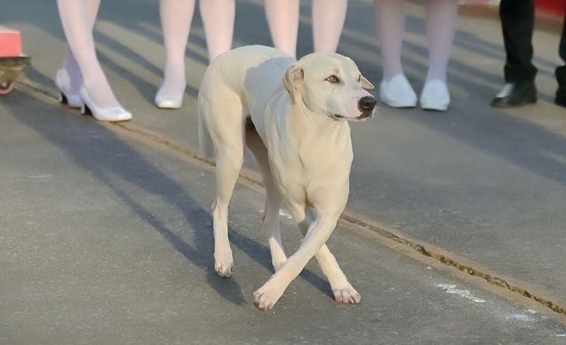 นักศึกษาแพทย์