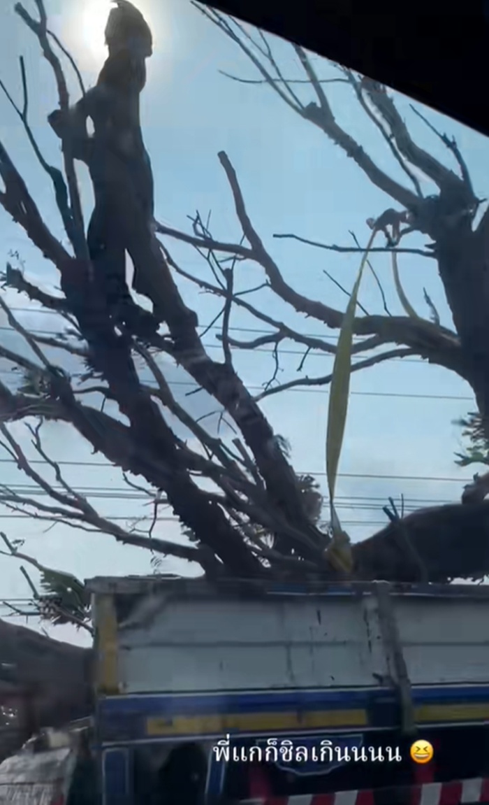 รถขนไม้