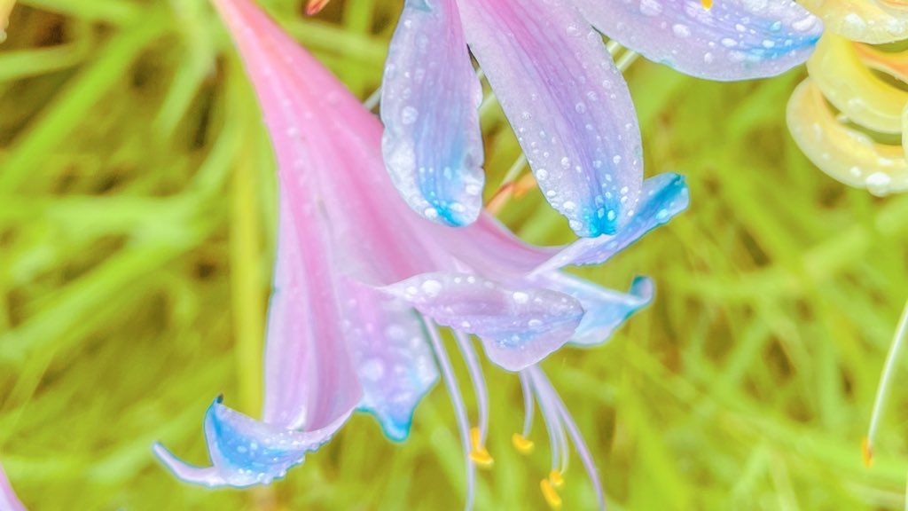 ดอกลิลลี่แมงมุมสีฟ้า