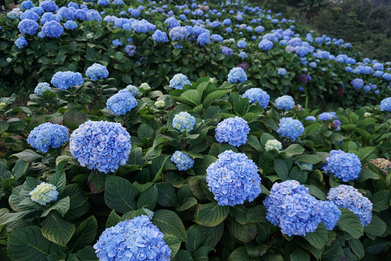 ดอยแม่มอญ เชียงราย