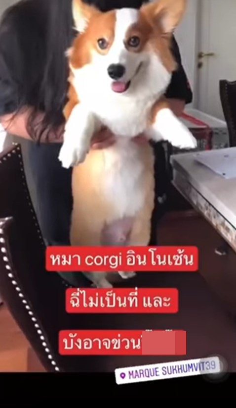 ทารุณสัตว์