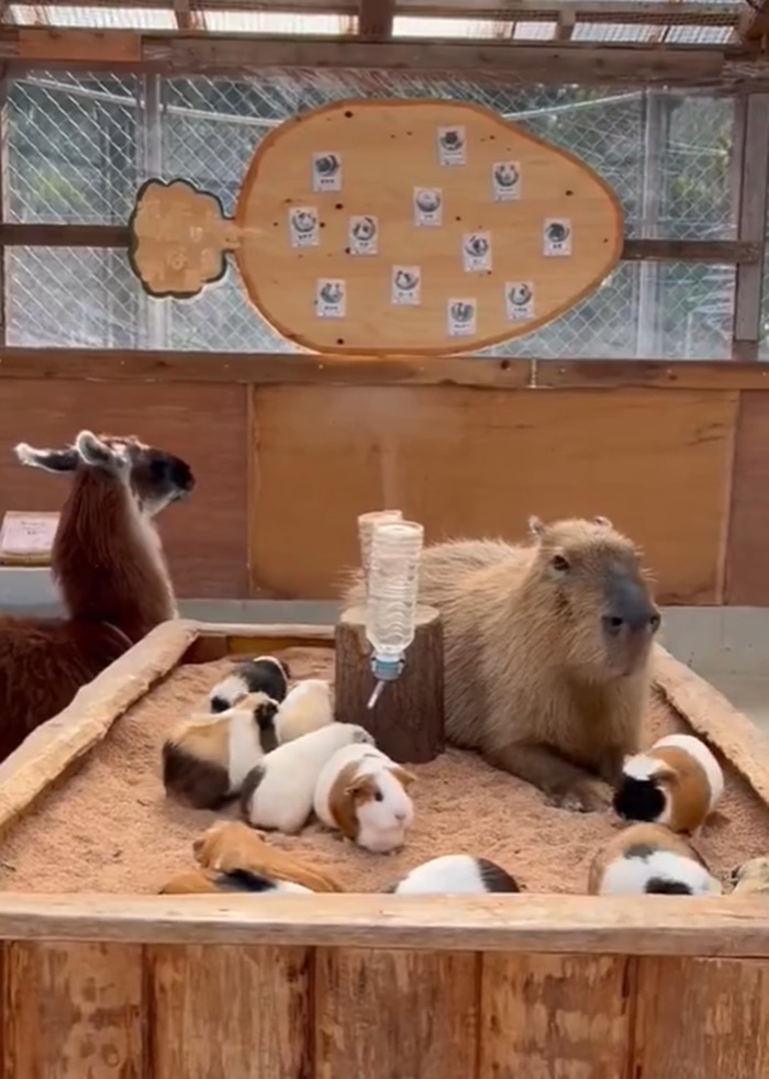 คาปิบารา