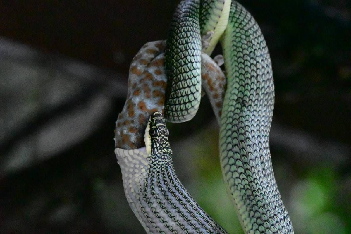 งูเขียว ตุ๊กแก