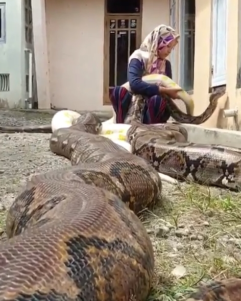 เลี้ยงงูเหลือม