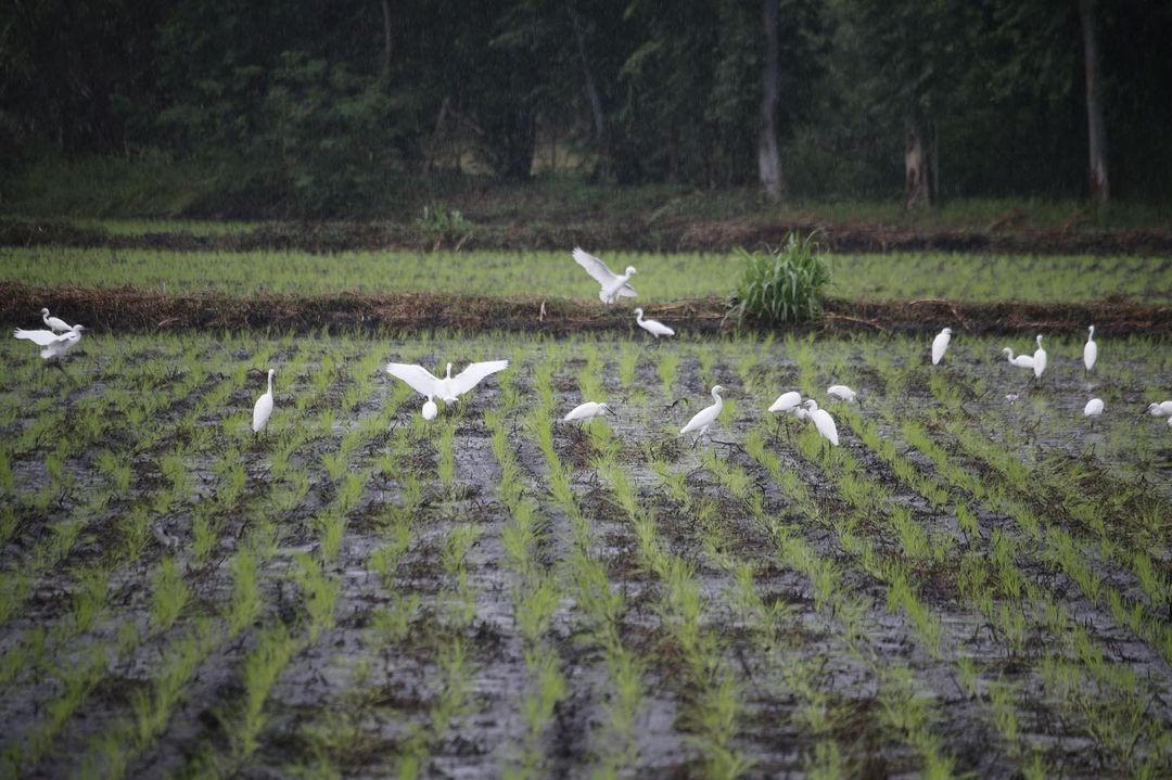 ไร่เบญจรงคกุล