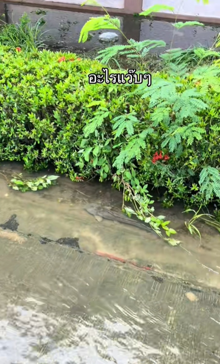 น้ำท่วม