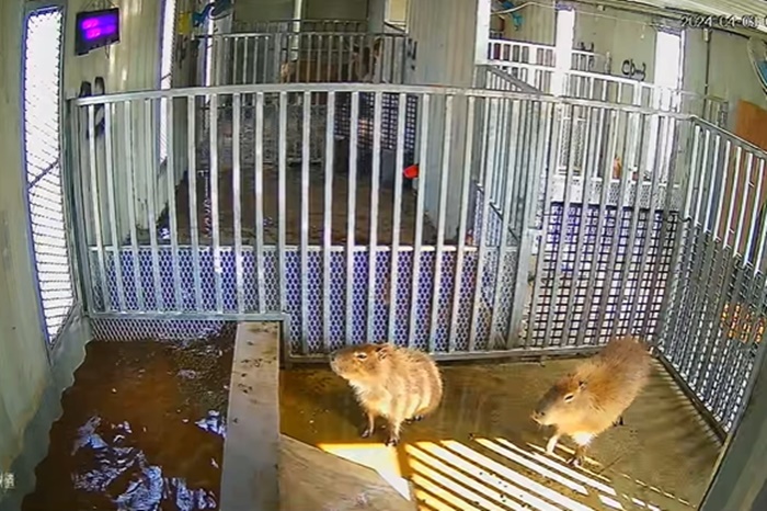 คาปิบารา