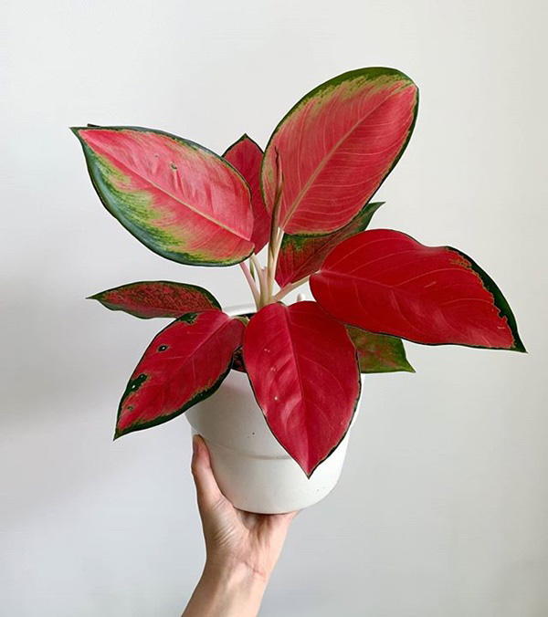 Aglaonema Red Zircon