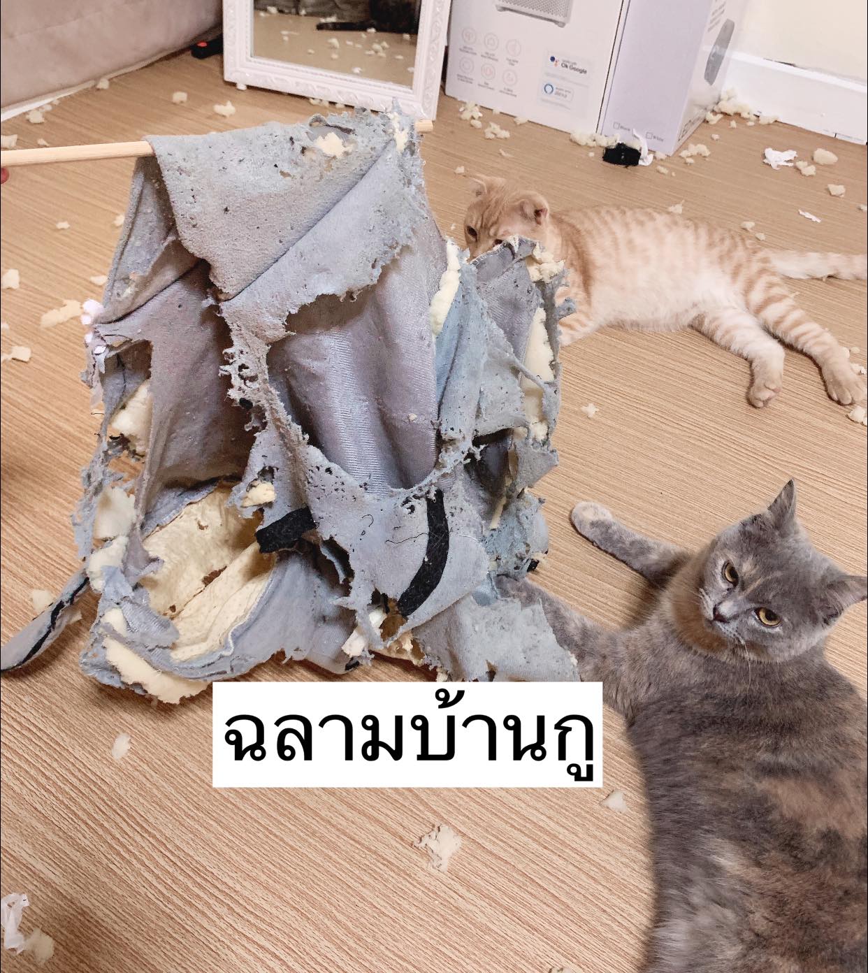 บ้านแมว