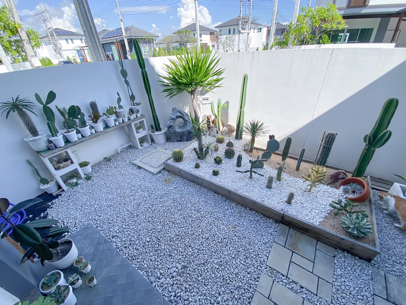 จัดสวนทะเลทรายหน้าบ้าน