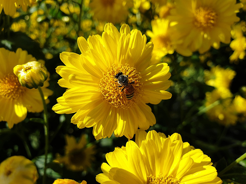 ทุ่งดอกเก๊กฮวย ปักธงชัย