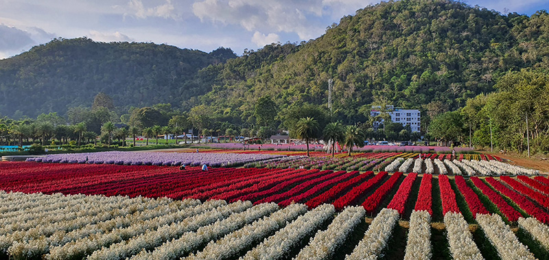 สวนดอกไม้เขาใหญ่