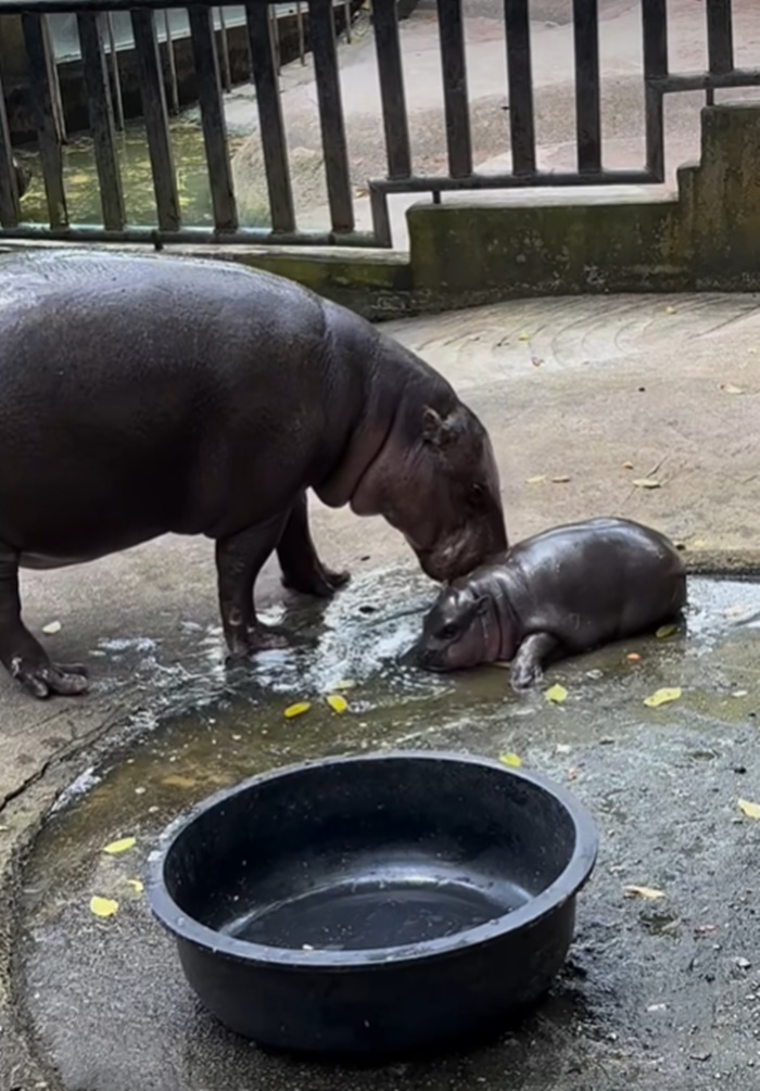 น้องหมูเด้ง