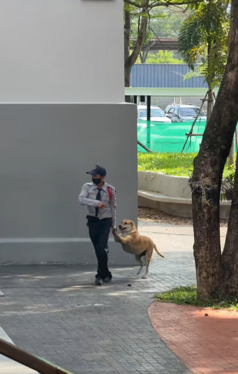 หมาไล่กัด