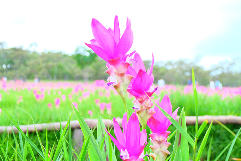 อุทยานป่าหินงาม
