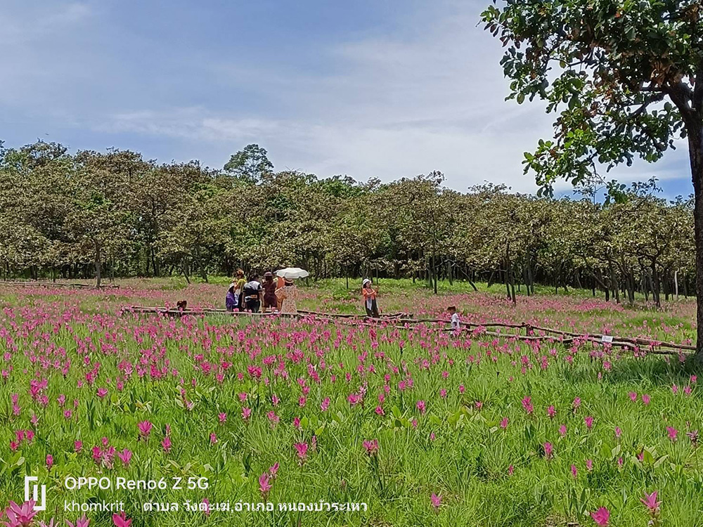 ทุ่งดอกกระเจียว 2566