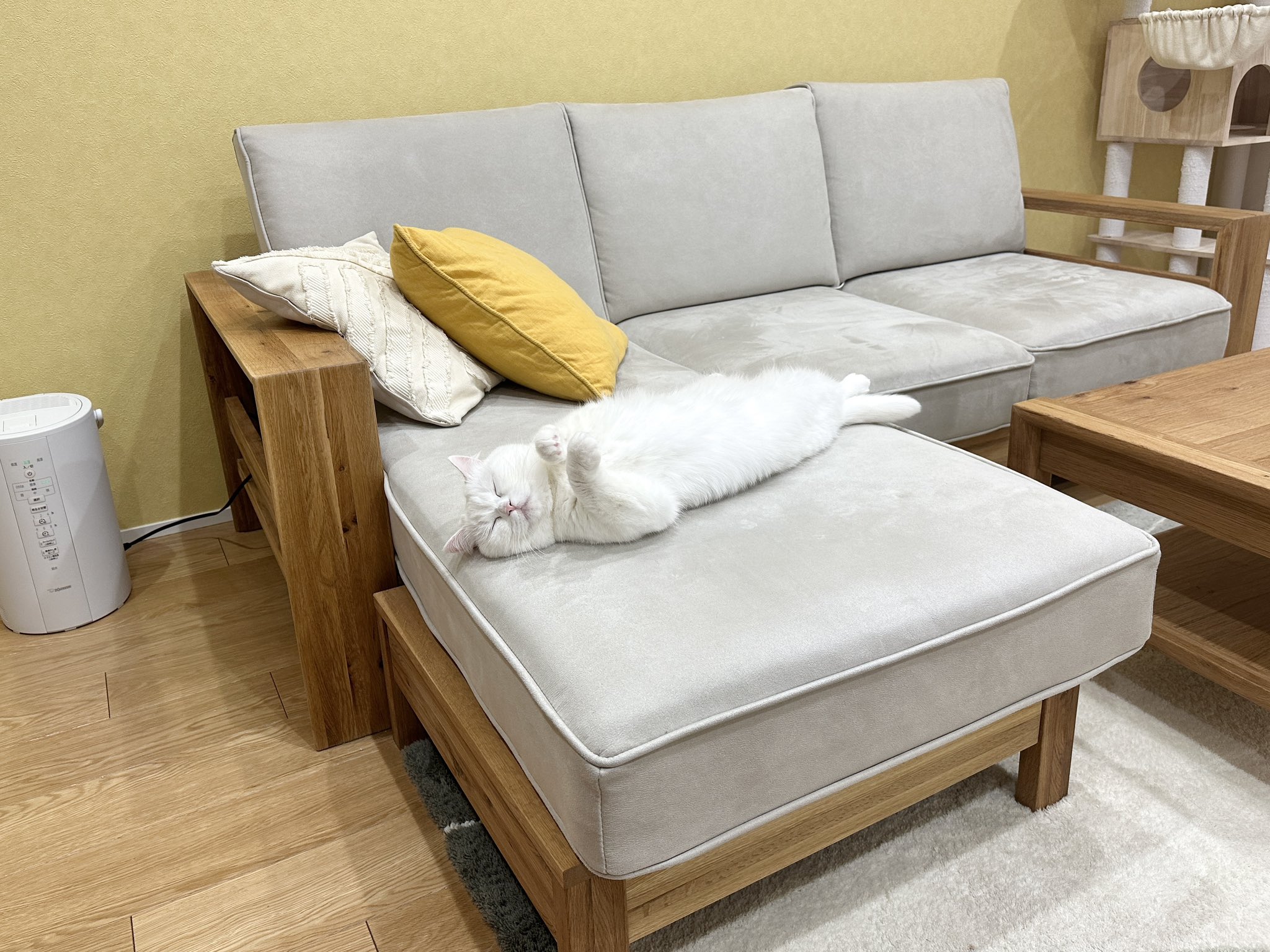 ให้อาหารแมว